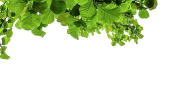 Look up view tree leaves with with clipping paths on white copy space background photo