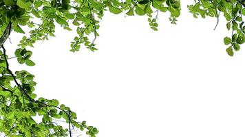 Look up view tree leaves with with clipping paths on white copy space background photo