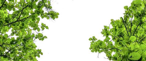 Look up view tree leaves with with clipping paths on white copy space background photo