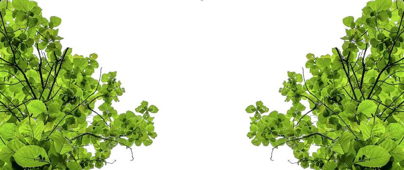Look up view tree leaves with with clipping paths on white copy space background photo