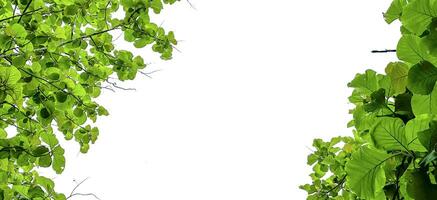 Look up view tree leaves with with clipping paths on white copy space background photo