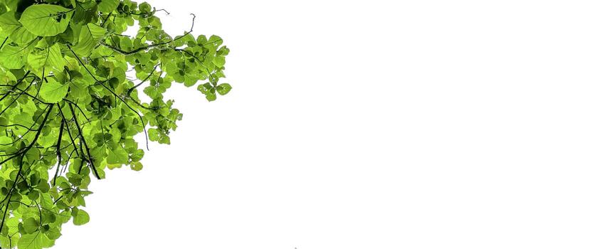 Look up view tree leaves with with clipping paths on white copy space background photo