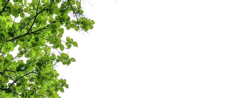 Look up view tree leaves with with clipping paths on white copy space background photo