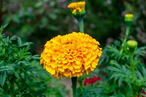 Fine wild growing flower marigold calendula on background meadow photo