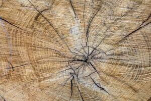 Beautiful wooden fracture old oak, natural texture close up photo