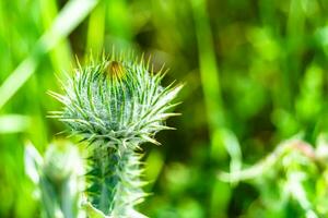 Hermosa flor creciente cardo de raíz de bardana en pradera de fondo foto