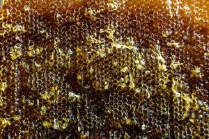 Drop of bee honey drip from hexagonal honeycombs filled with golden nectar photo