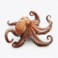 Beautiful big wild octopus looking forward is shown in full length, Ai generated photo