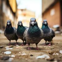 cinco palomas son cosecha grano en el calle foto