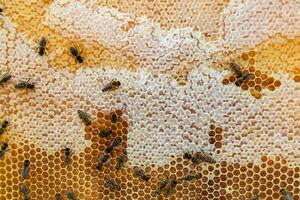 Abstract hexagon structure is honeycomb from bee hive filled photo