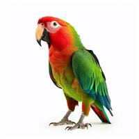 Beautiful big wild parrot looking forward is shown in full length, Ai generated photo