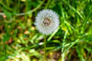 Beautiful wild growing flower seed dandelion on background meadow photo