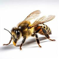 Beautiful wild beast bee looking forward is shown in full length, Ai generated photo