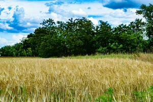 Photography on theme big wheat farm field for organic harvest photo