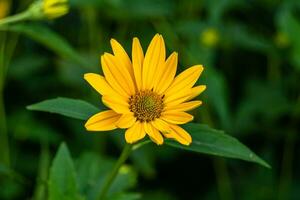 Fine wild growing flower aster false sunflower on background meadow photo