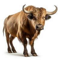 Beautiful wild beast bull looking forward is shown in full length, Ai generated photo