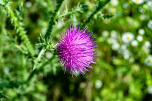 Hermosa flor creciente cardo de raíz de bardana en pradera de fondo foto