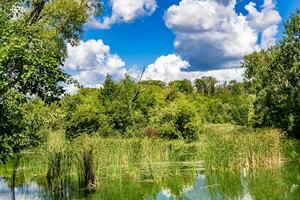 Beautiful grass swamp reed growing on shore reservoir in countryside photo