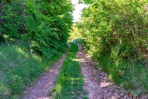 Photography on theme beautiful footpath in wild foliage woodland photo