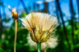 Beautiful wild growing flower seed dandelion on background meadow photo