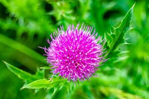 Hermosa flor creciente cardo de raíz de bardana en pradera de fondo foto