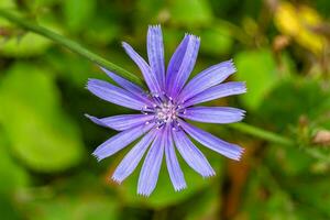 Beauty wild growing flower chicory ordinary on background meadow photo