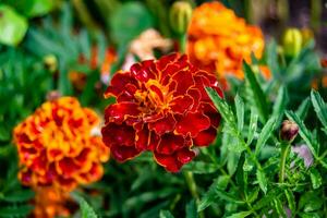 Fine wild growing flower marigold calendula on background meadow photo