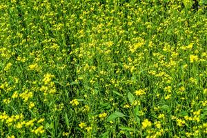 Photography on theme fine wild growing flower mustard on background meadow photo