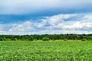 Beautiful horizon scenery in village meadow on color natural background photo