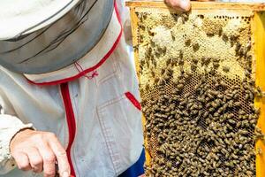 Winged bee slowly flies to beekeeper collect nectar on private apiary photo