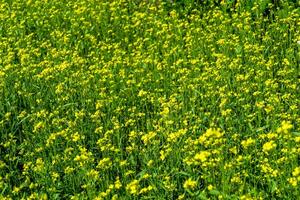 Photography on theme fine wild growing flower mustard on background meadow photo