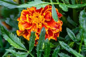 Fine wild growing flower marigold calendula on background meadow photo