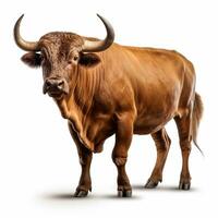 Beautiful wild beast bull looking forward is shown in full length, Ai generated photo