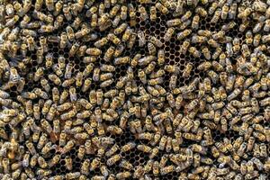 Abstract hexagon structure is honeycomb from bee hive filled photo