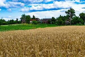 Photography on theme big wheat farm field for organic harvest photo