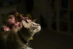 Curious Siamese Cat. Playfully Entertained by Flashlight Box's Rope photo