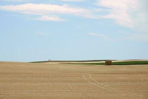 wheat field in the countryside on a beautiful summer afternoon in sevilla, with alpacas and clouds included. photo