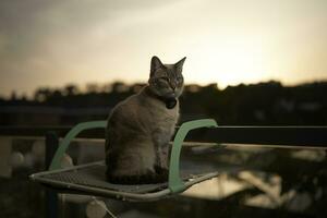 Siamese Cat on Sock Line. Watchful Guardian on the Clothesline photo