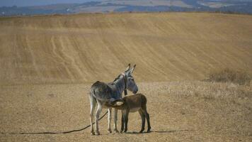 Nurturing Bond. Young Donkey Nursing from its Mother photo