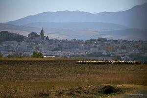 verano serenidad. idílico paisaje de villamartín, Cádiz, con un pastor tendiendo su rebaño de oveja. foto