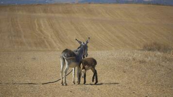 Motherly Love. Tender Moment as Young Donkey Nurses from its Dam photo