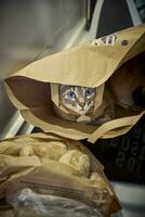 Curious Cat. The Watchful Gaze from Inside the Paper Bag photo