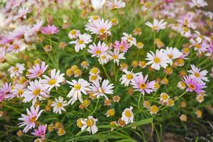 hermosa flores en el jardín, Andalucía flores foto