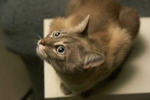 Playful Siamese Whiskers. Engaged with Flashlight Box's Rope in Feline Fun photo