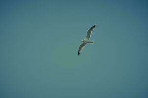 seagull fly against the blue sky with clouds. Sea bird gracefully fly in the air photo