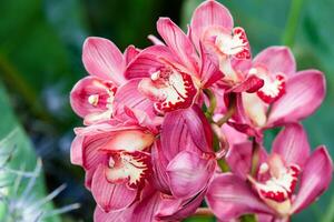 Closeup of one of the beautiful Colombian orchids. The Flowers Festival from Medelln in Colombia photo