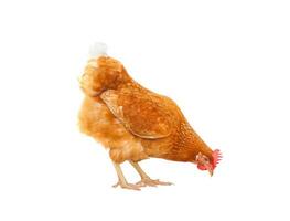 close up chicken hen eating something isolated white background photo