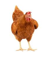lleno cuerpo de marrón pollo ,gallina en pie aislado blanco antecedentes utilizar para granja animales y ganado tema foto