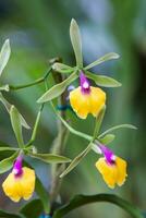 de cerca de uno de el hermosa Colombiana orquídeas. el flores festival desde Medellín en Colombia foto