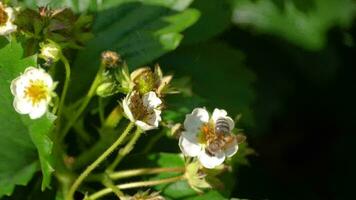 una abeja polinizando flores de fresa, recogiendo néctar video